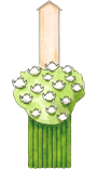 花輪